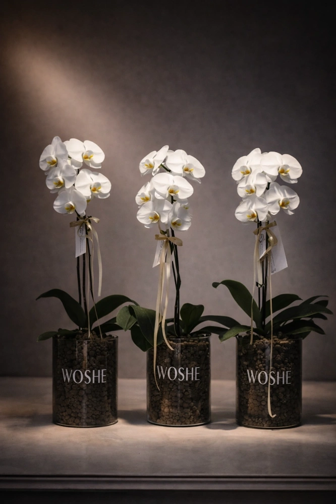 a11a83c4-b3ae-4523-bf3f-48dd8bb4c244